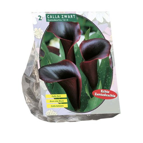 Zantedeschia 'Odessa' pack of 2