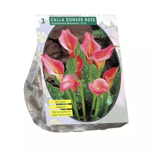 Zantedeschia 'Deep Pink' pack of 3