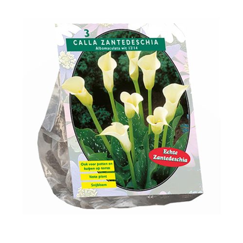 Zantedeschia 'White' pack of 3