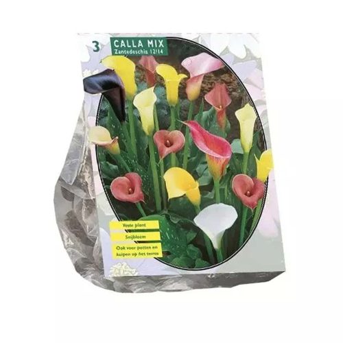 Zantedeschia Mix pack of 3