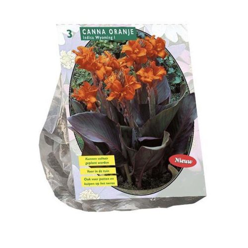 Canna Brown Leaved Orange pack of 3