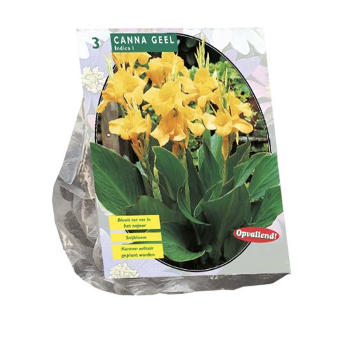 Canna Green Leaved Yellow pack of 3