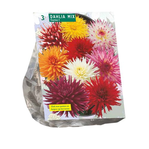 Dahlia 'Cactus' Mix pack of 3