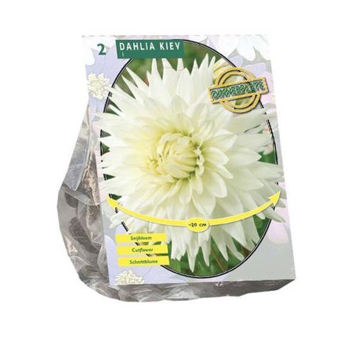Dahlia 'Kiev' pack of 2