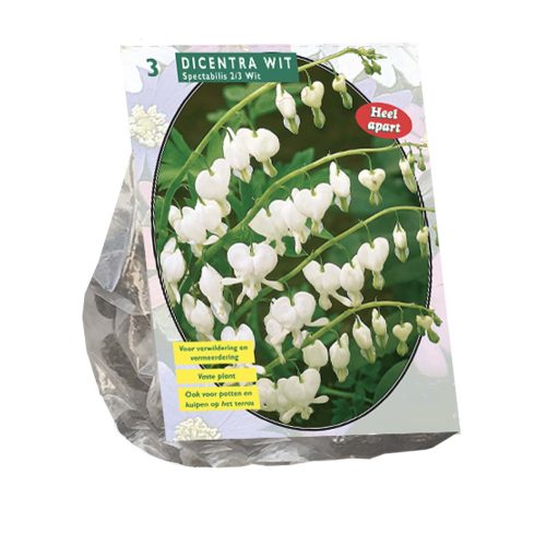 Lamprocapnos / Dicentra Spectabilis Alba (Bleeding Heart) pack of 2