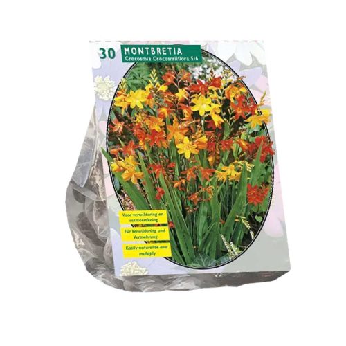 Crocosmia — pack of 30