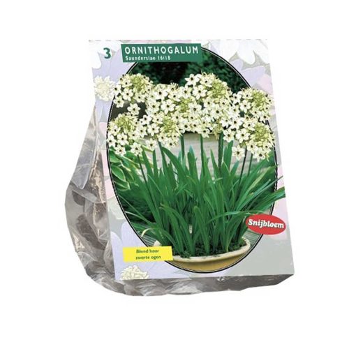 Ornithogalum Saundersiae Mix — pack of 3