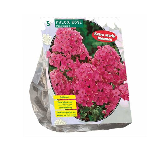Phlox Pink — pack of 5