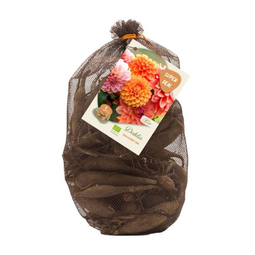 Bio Dahlia Netlon - Decorative Mix of 3