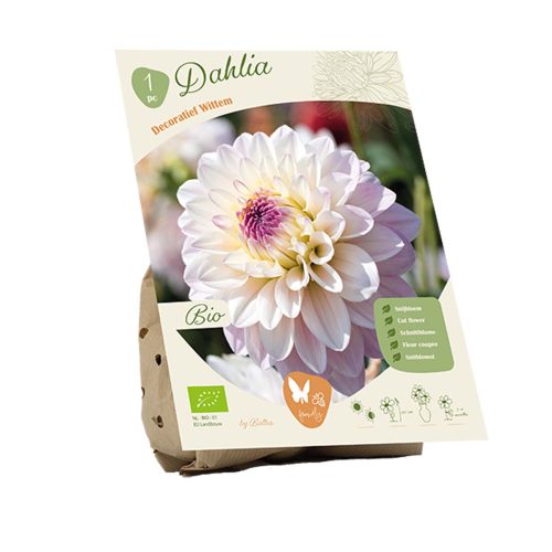 Bio Dahlia 'Wittem'