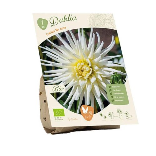 Bio Dahlia 'My Love'