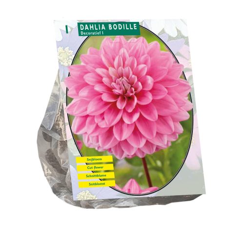 Dahlia 'Bodille'