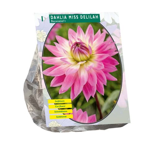 Dahlia 'Miss Delilah'