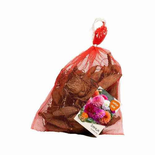 Dahlia Seedling Pompon – Mix 7 tubers