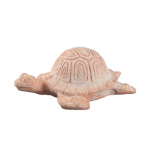 Turtle Eva