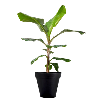 Exotic Plants