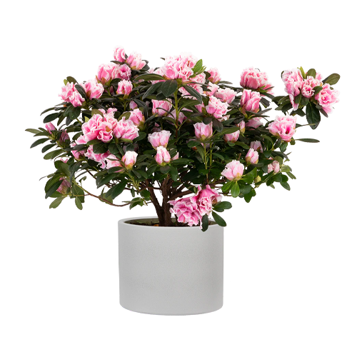 Flowering Plants