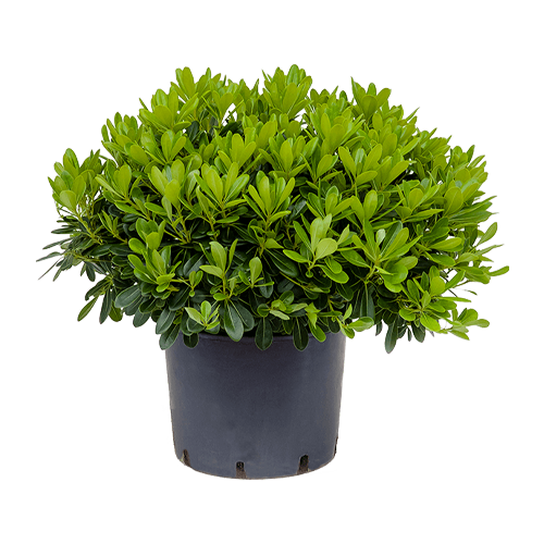 Ornamental Shrubs