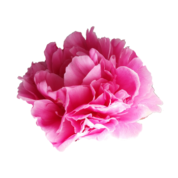 Peony Range