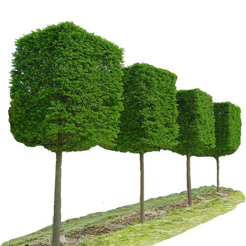 Cube Shaped Plants