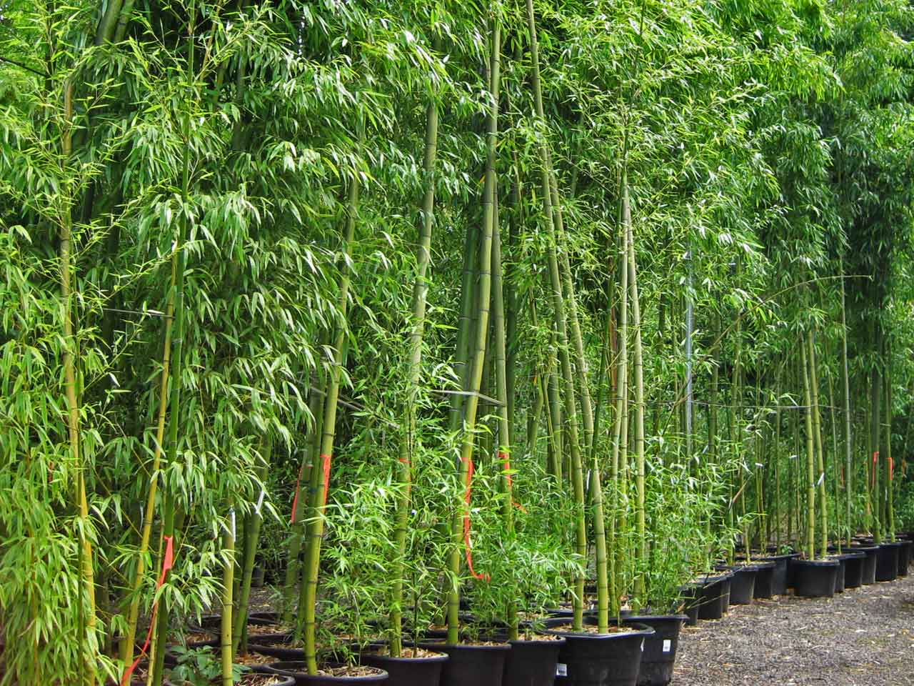 Dwarf & Full Size Screening Bamboo Plants – Garden Plants Online
