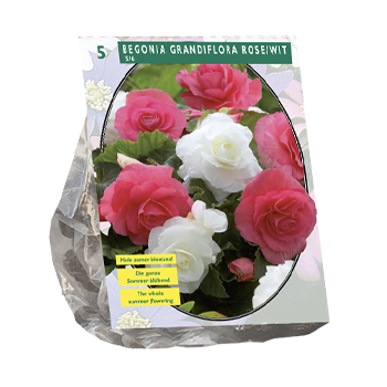 Begonia Bulbs