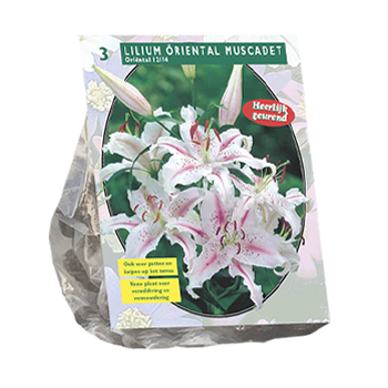 Lily Bulbs