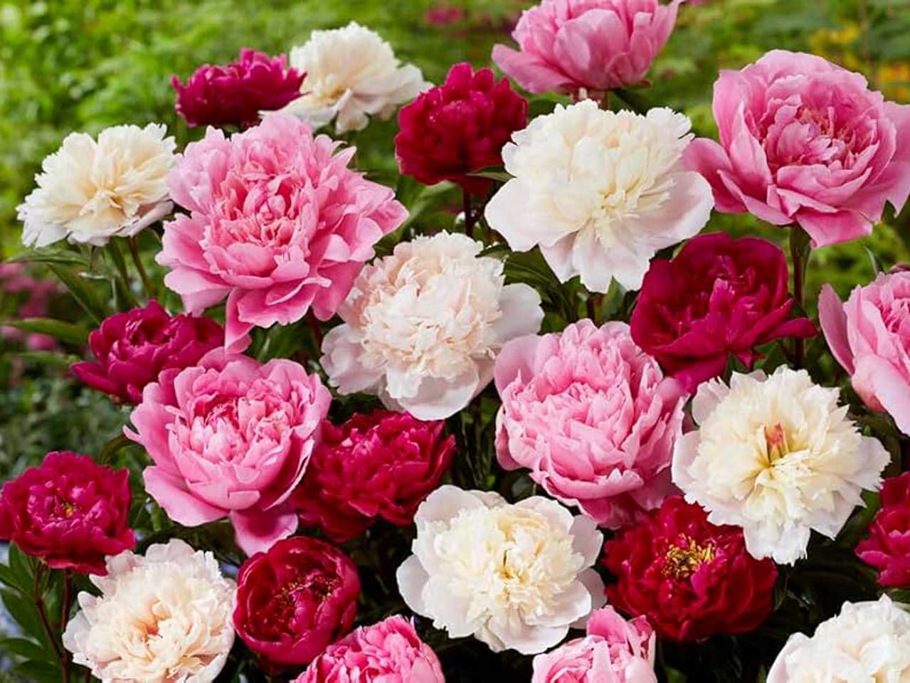 Bulbs Direct Peonies Peonies Bulbs – Garden Plants Online