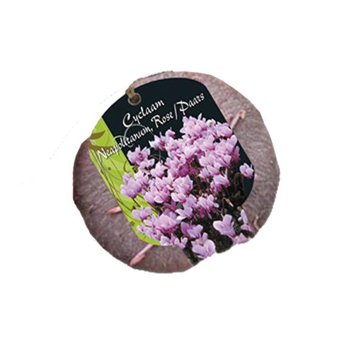 Cyclamen Neopolitanum / Hederifolium Pink