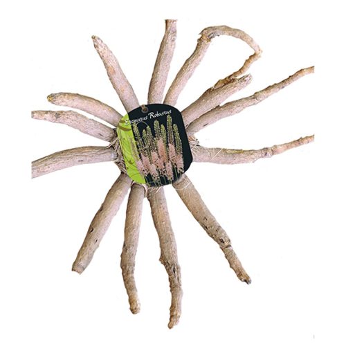 Eremurus Robustus