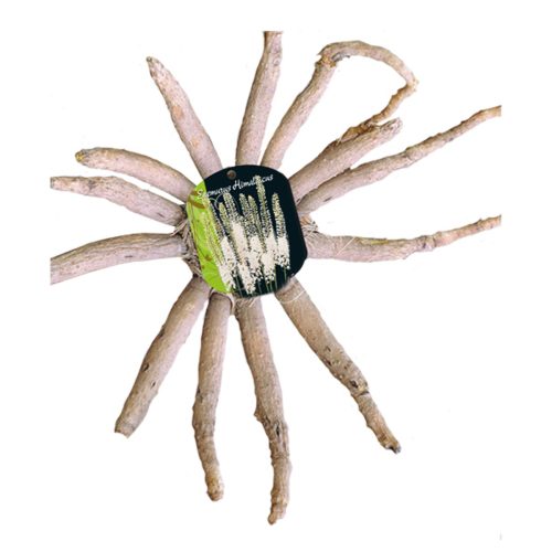 Eremurus Himalaicus