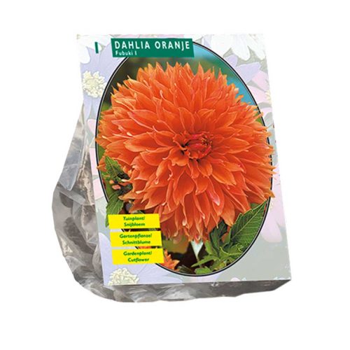 Dahlia Fubuki 'Orange'