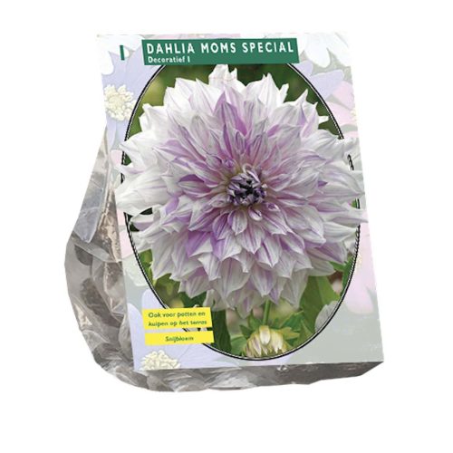 Dahlia Decorative 'Mom's Special'