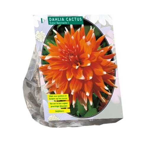 Dahlia Cactus 'Colour Spectacle'