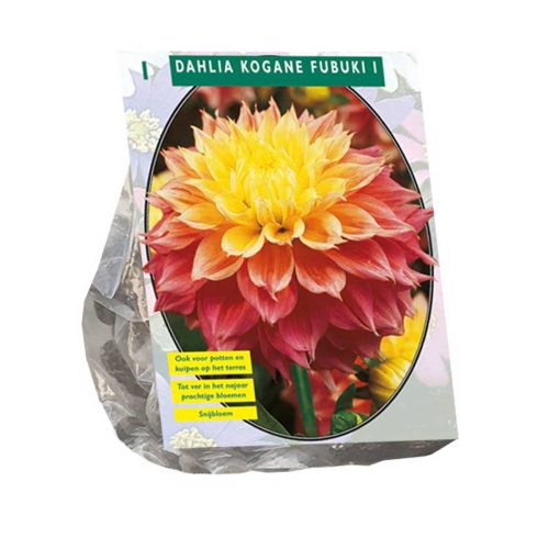 Dahlia Fubuki 'Kogana'