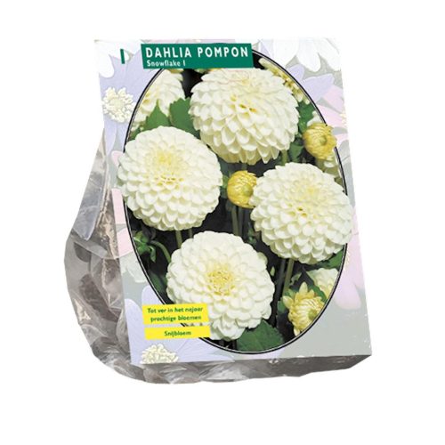 Dahlia Pompon 'Snowflake'