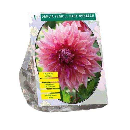 Dahlia 'Penhill Dark Monarch'