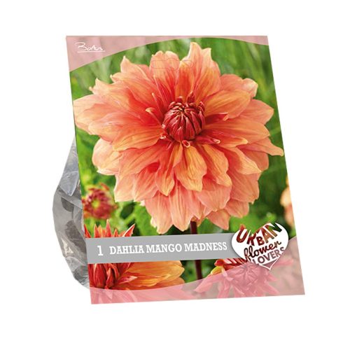 Urban Flowers - Dahlia 'Mango Madness'