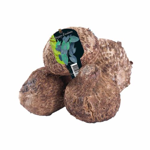Colocasia Esculenta