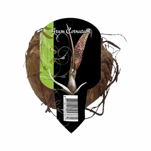 Arum Cornutum (Voodoo Lily)