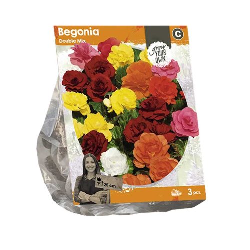Begonia 'Double Mix' — pack of 3