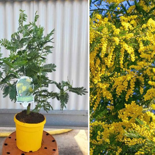 Acacia Dealbata (Mimosa Tree)