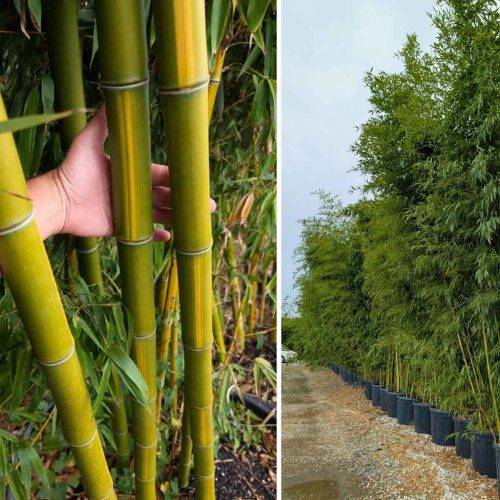 Giant Chinese Timber Bamboo 'Huangwenzhu' (Bambusa Vivax f. Aureocaulis 'Huangwenzhu')