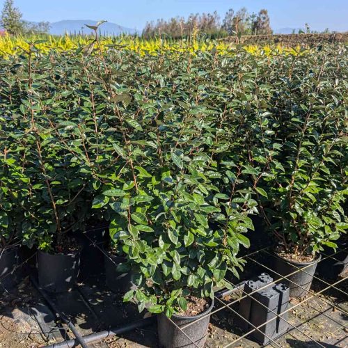Elaeagnus x Ebbingei (Ebbing’s Silverberry) – Shrub