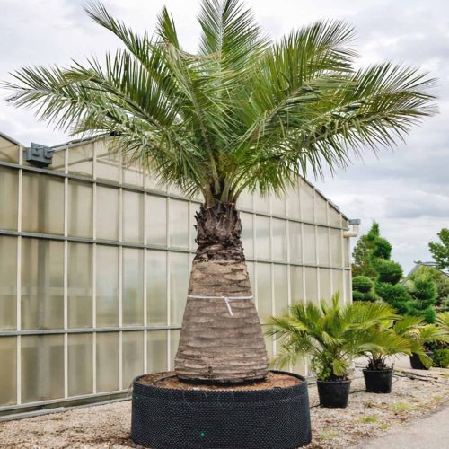 Jubaea Chilensis (Chilean Wine Palm) – Extra