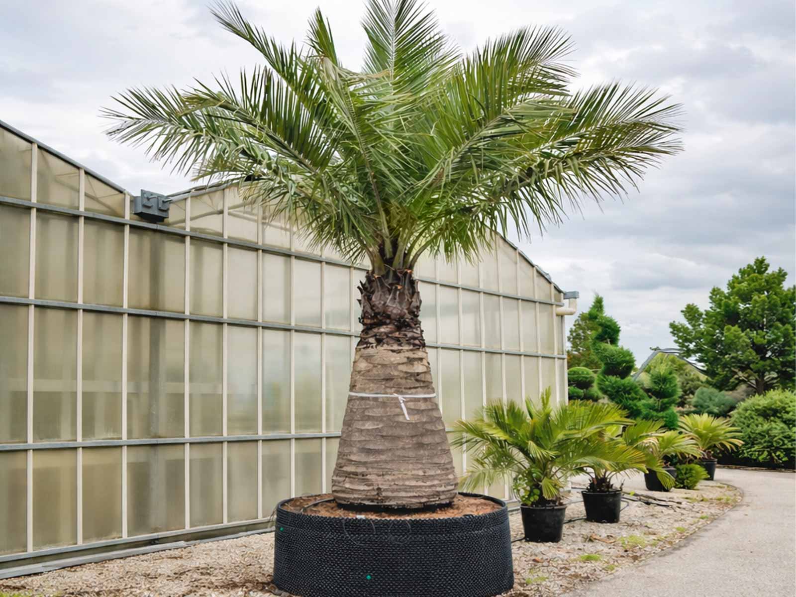 Jubaea Chilensis (Chilean Wine Palm) - Extra