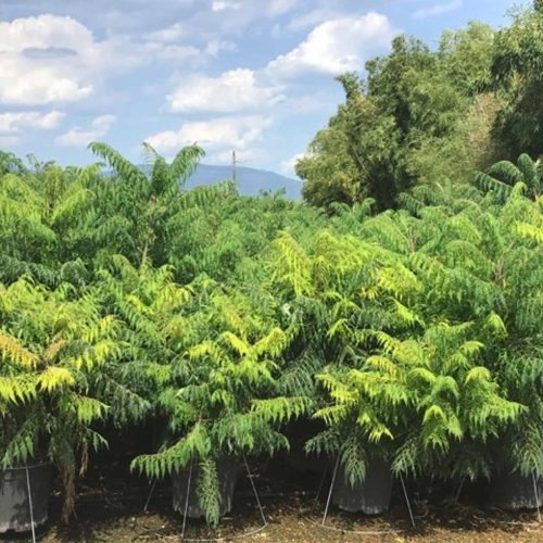 Rhus Typhina (Stag's Horn Sumach)