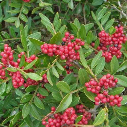 Pistacia Lentiscus (Mastic Tree)