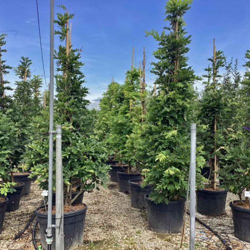 Wisteria Sinensis - Cone