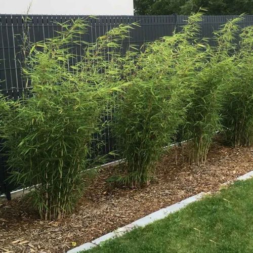 Chinese Fountain Bamboo ‘Formidable’ (Fargesia Robusta ‘Formidable’)